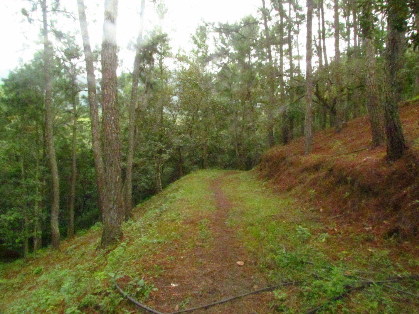 Vista del bosque de pino Agalta 2