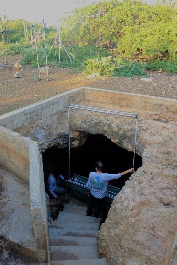 Trampa arpa a la entrada de la cueva Pos di Antoin