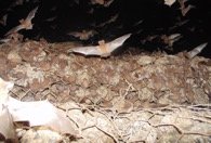 Morcegos saindo entre as rochas dos Gabioes