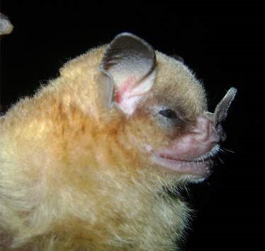 Sturnira oporaphilum