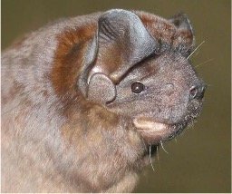 Promops nasutus