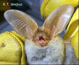 Histiotus laephotis A AR 021 Cochuna