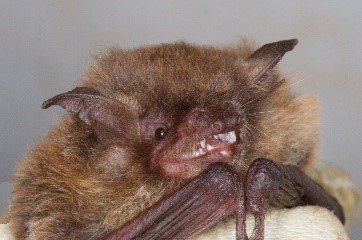 Myotis riparius