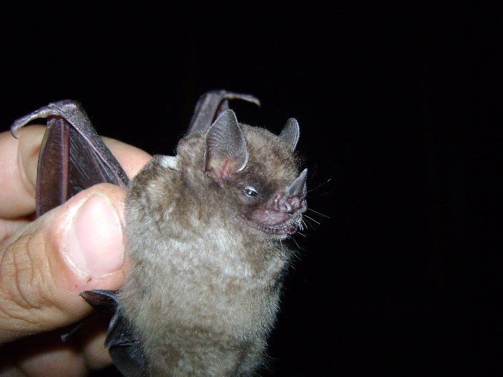 Sturnira oporaphilum
