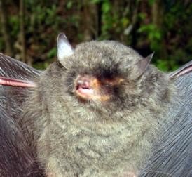 Myotis keaysi