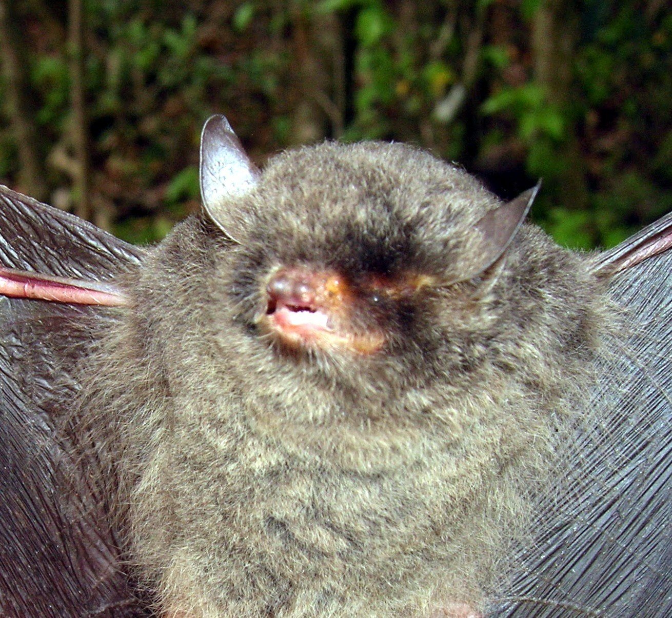 Myotis keaysi