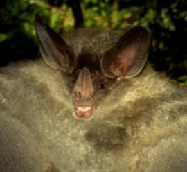 Chrotopterus auritus
