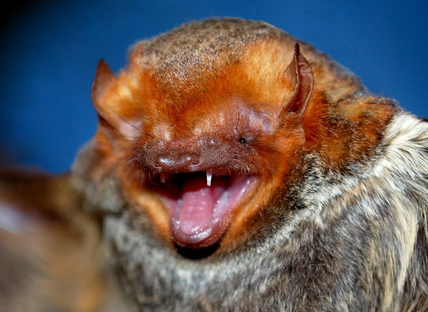 Lasiurus blossevillii
