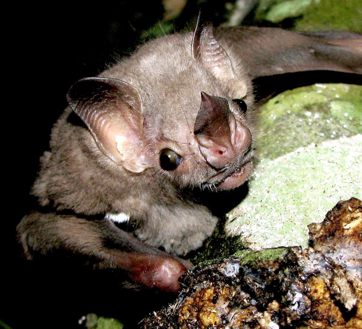 Pygoderma bilabiatum
