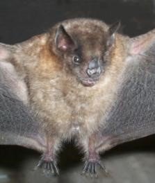 Sturnira erythromos