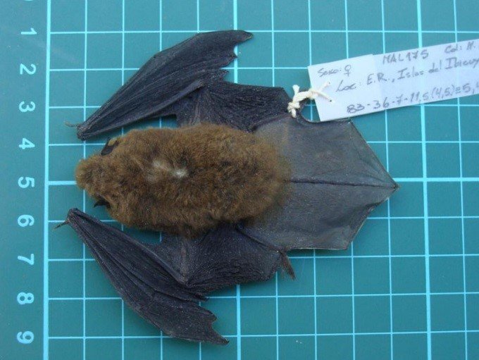Myotis ruber