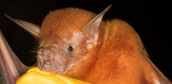 Noctilio leporinus