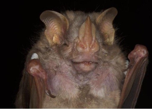 Pygoderma bilabiatum