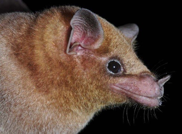 Leptonycteris curasoae
