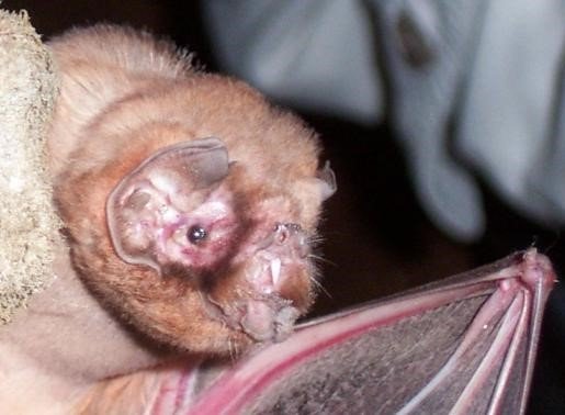 Mormoops megalophylla