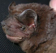 Promops nasutus