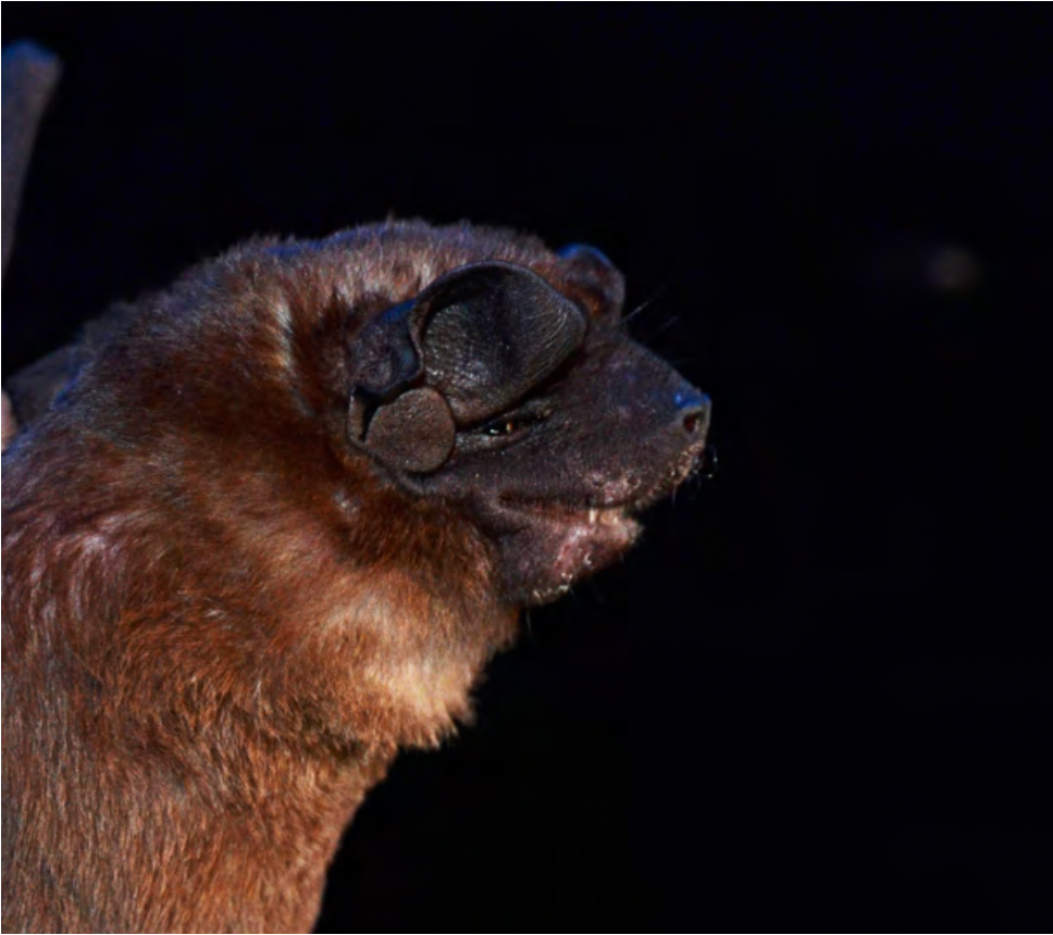 Molossus molossus