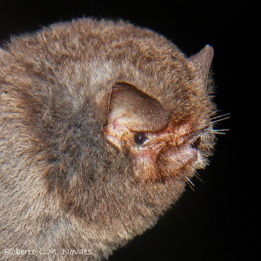A BR 007 FLONA Carajás Furipterus horrens