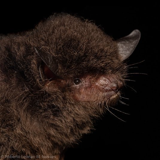 A BR 007 FLONA Carajás Myotis izecksohni