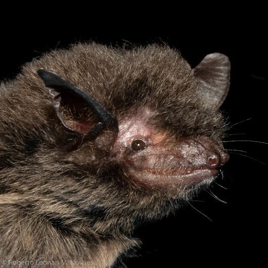 A BR 007 FLONA Carajás Myotis nigricans