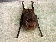 Saccopteryz bilineata