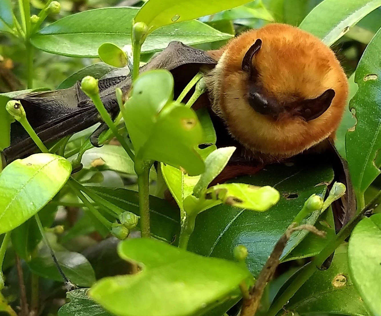 Lasiurus varius