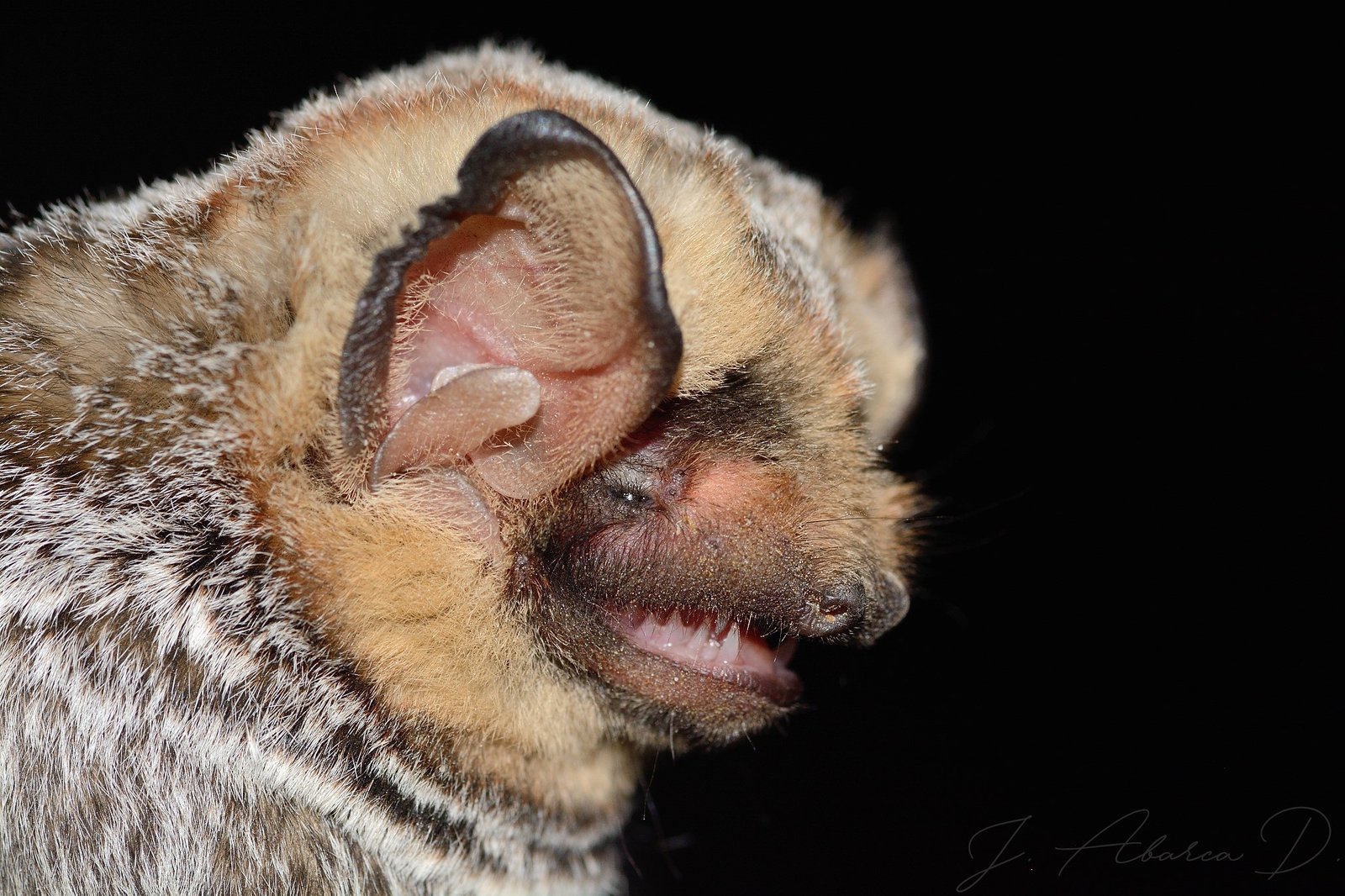 Lasiurus villosissimus