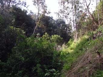 Hábitat bosque esclerófilo