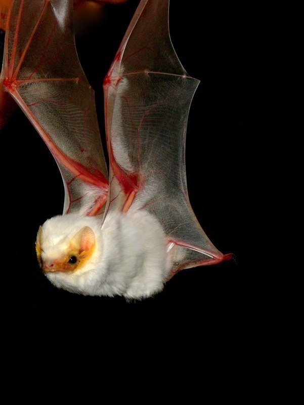Diclidurus albus