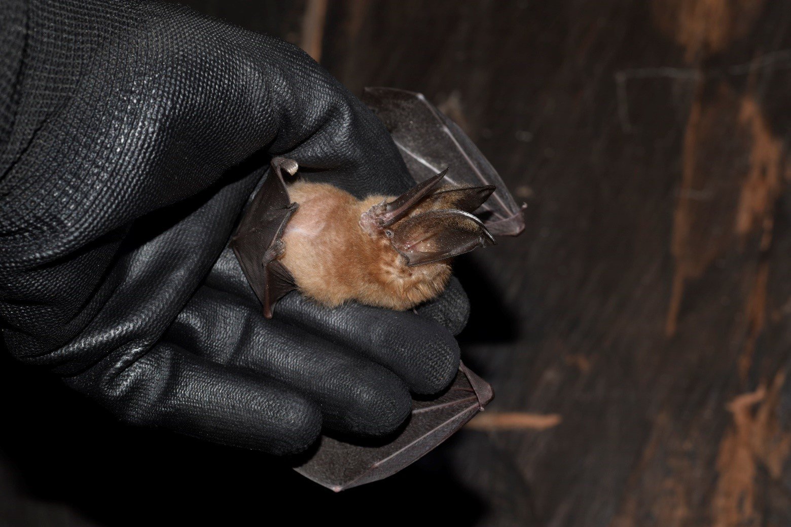 Lonchorhina orinocensis
