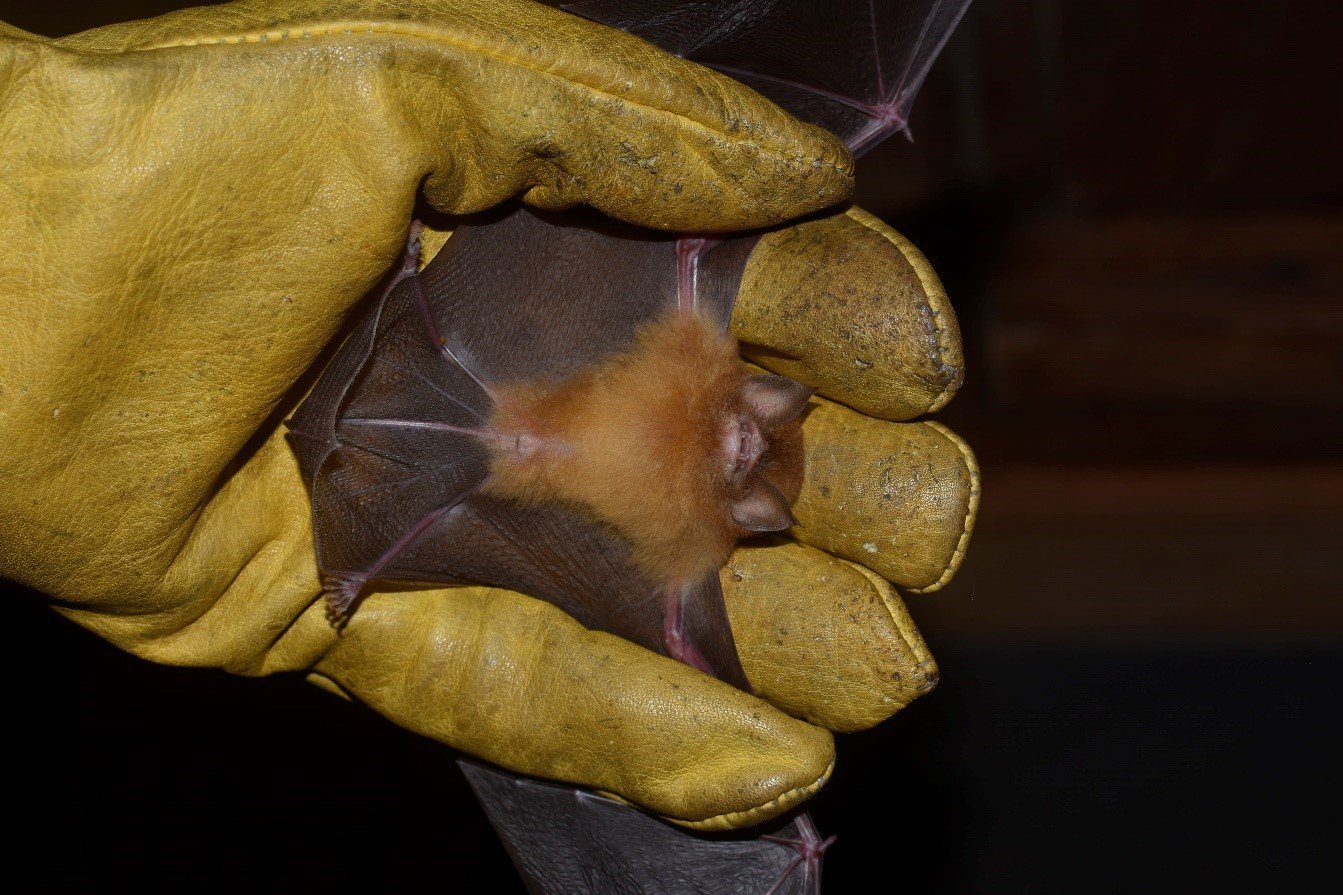 Natalus tumidirostris