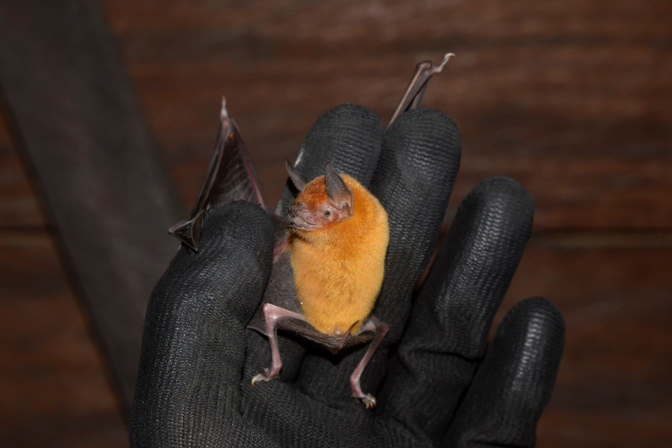 Pteronotus personatus