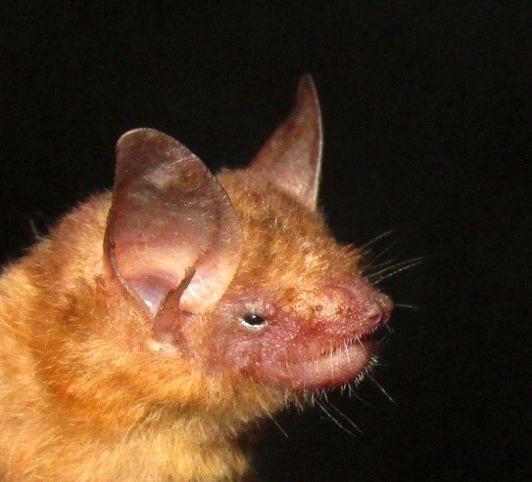Rhogeessa minutilla