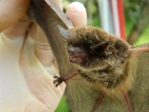 Myotis levis