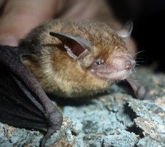 Rhogeesa velilla