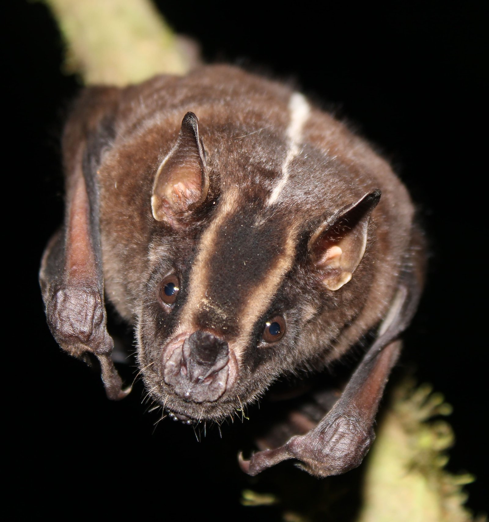 Platyrrhinus albericoi