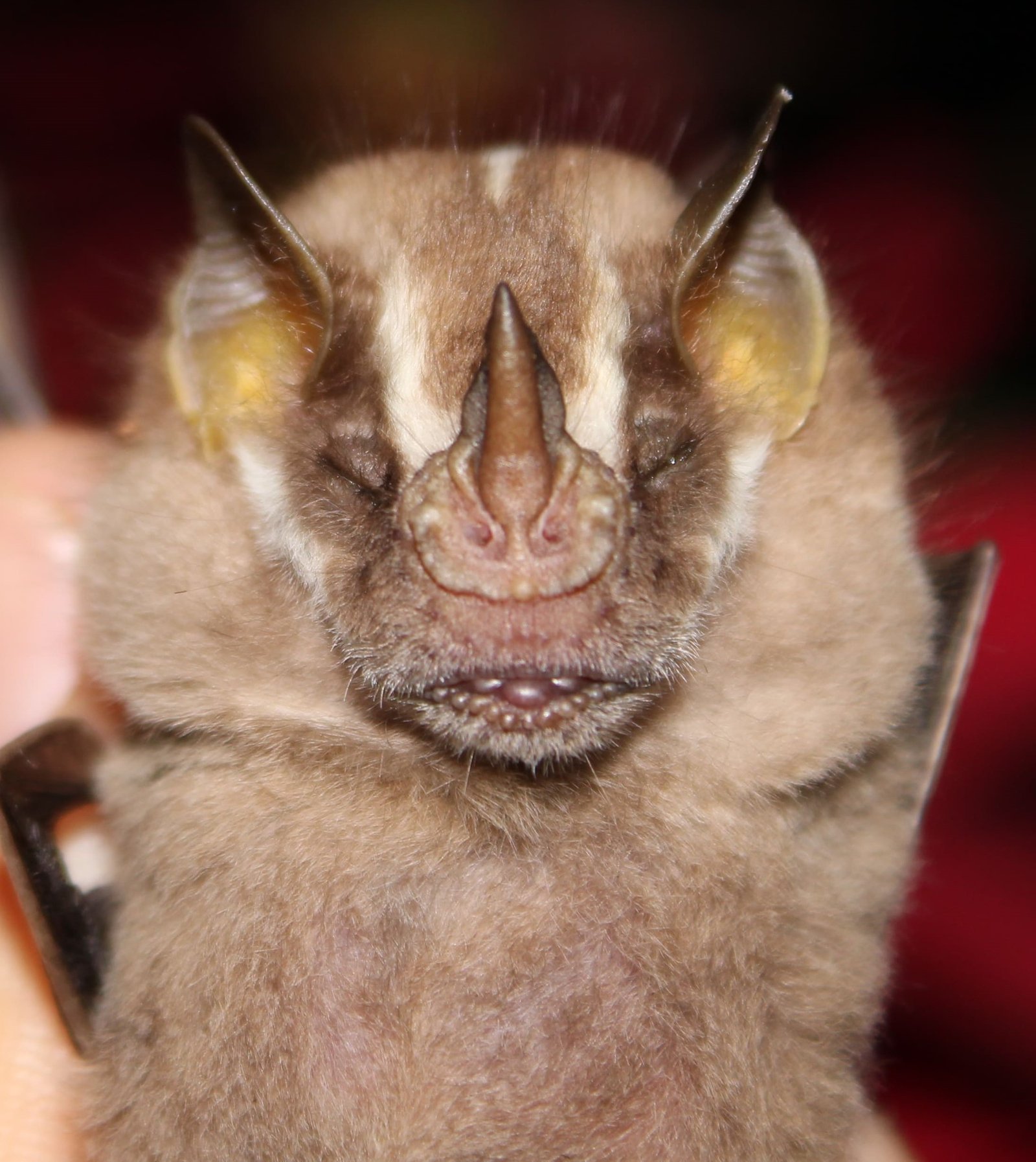 Platyrrhinus matapalensis
