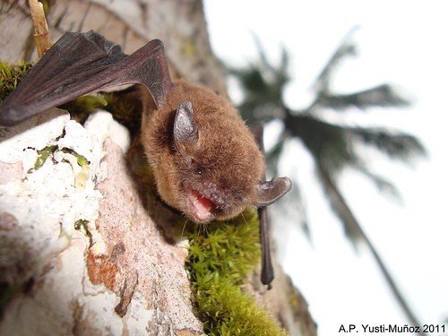 Myotis nigricans