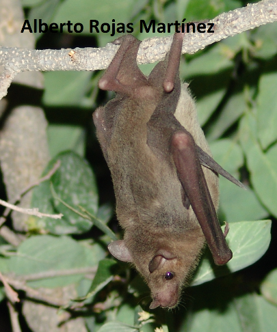 Leptonycteris yerbabuenae