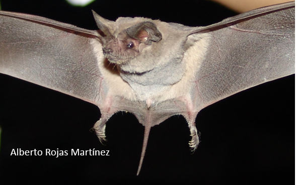 Tadarida brasilensis