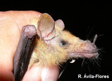 L nivalis