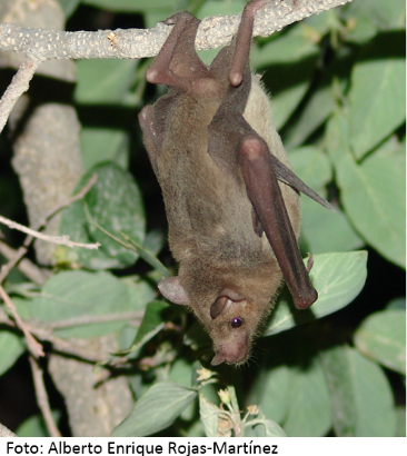 Leptonycteris yerbabuenae