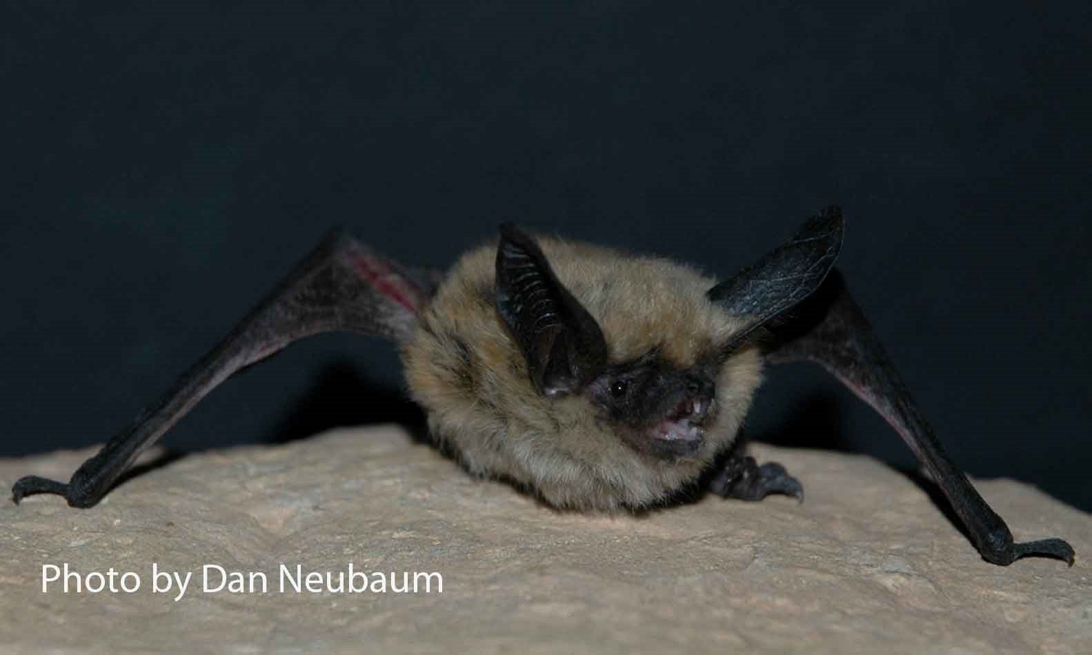Myotis evotis