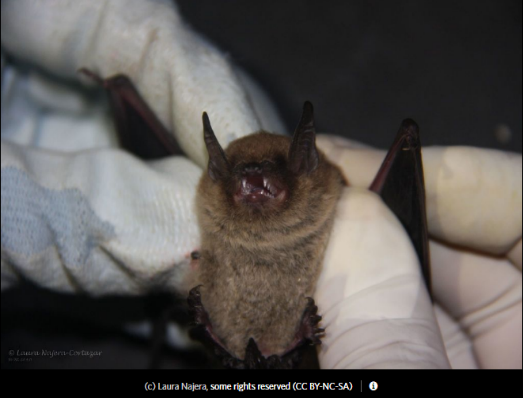 Myotis peninsularis