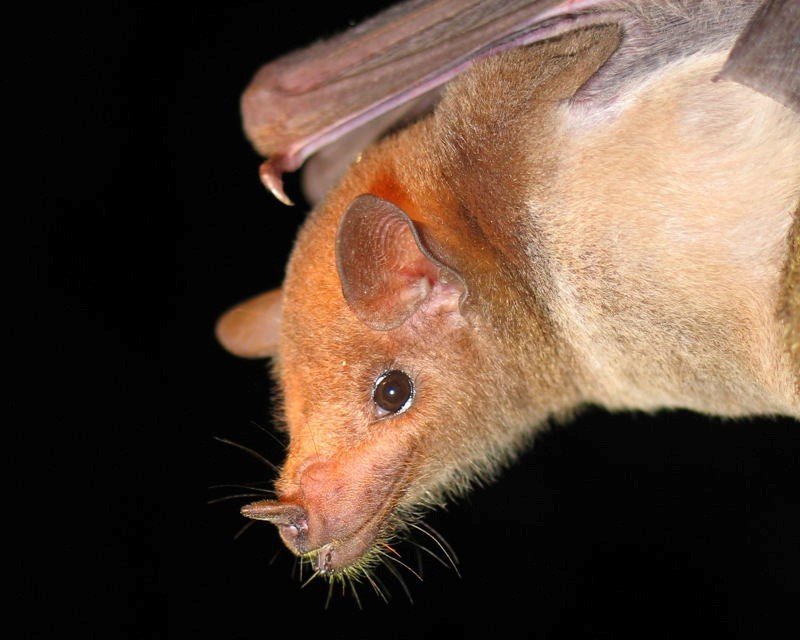 Leptonycteris yerbabuenae