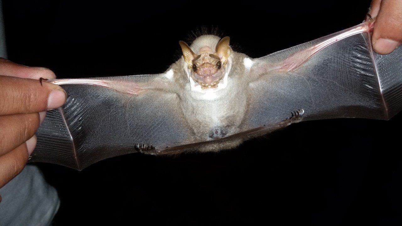 C. senex