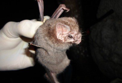 D. ecaudata