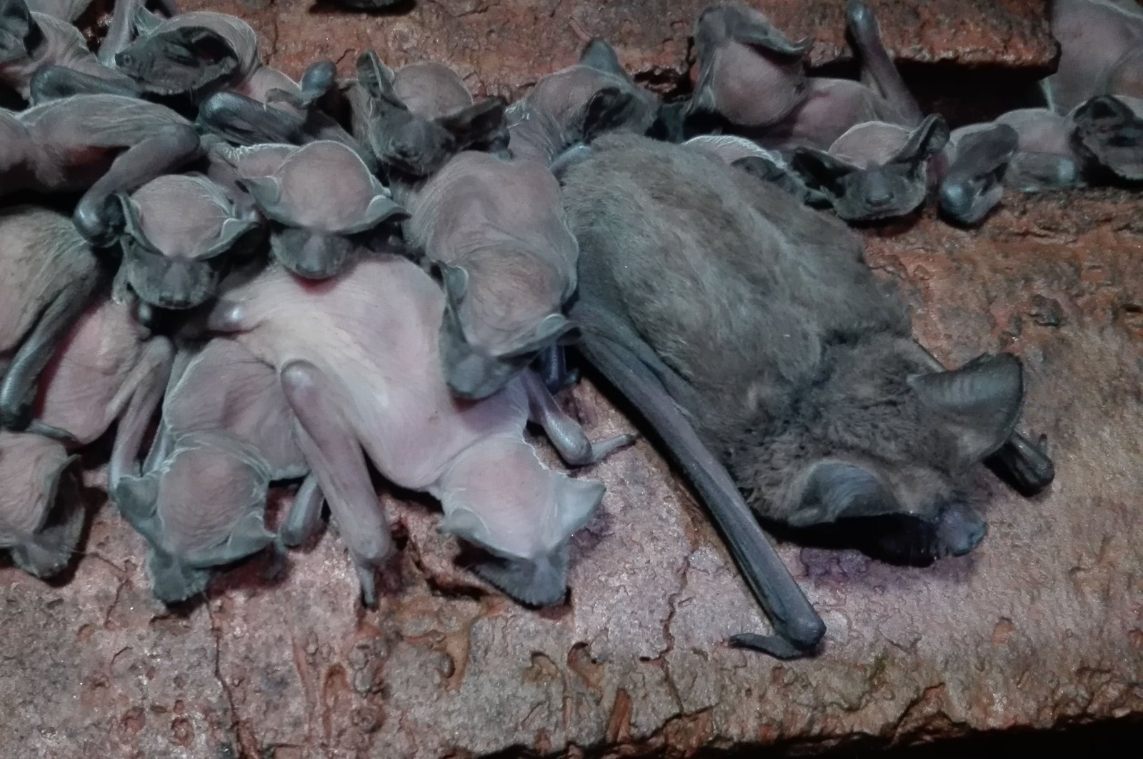 Pteronotus portoricensis