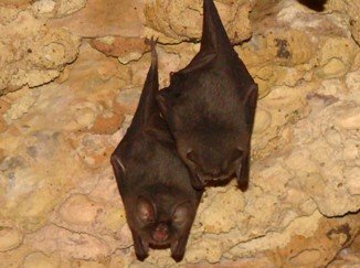Furipterus horrens