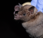 Leptonycteris curasoae